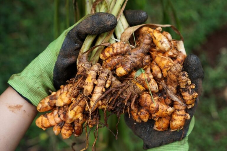 Thr History of Turmeric